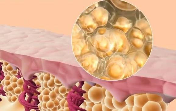 脂肪細胞科學原理