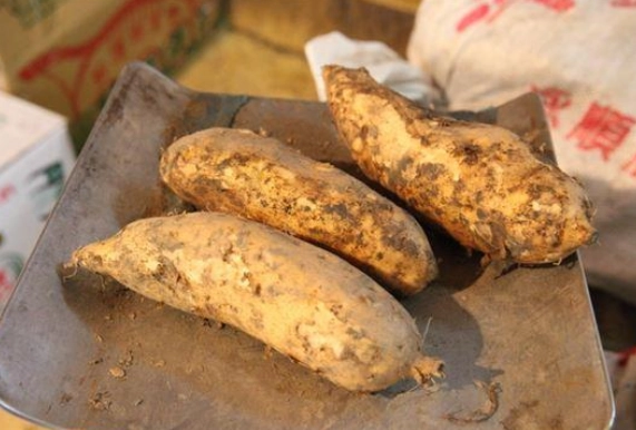 地瓜禁忌 地瓜禁忌