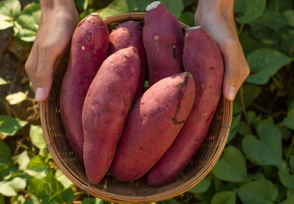 每天吃地瓜 每天吃地瓜
